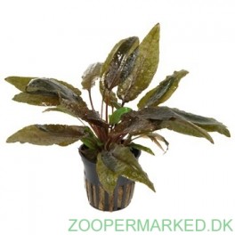 Cryptocoryne Wendtii hammersl&aring;ede Tropica
