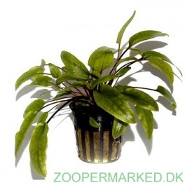 Cryptocoryne Wendtii