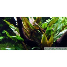 Cryptocoryne undulata 'Broad Leaves'