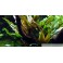 Cryptocoryne undulata 'Broad Leaves'