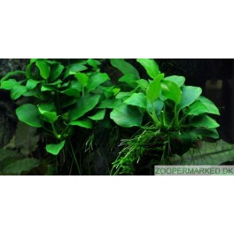 Anubias 'Petite'