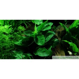 Anubias barteri var. nana