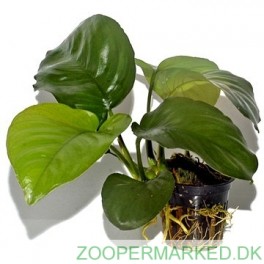 Anubias barteri var. caladiifolia