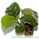 Anubias barteri var. caladiifolia