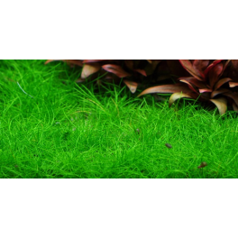 Eleocharis acicularis 'Mini'