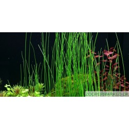 Eleocharis sp.