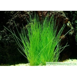 Eleocharis parvula
