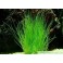 Eleocharis parvula