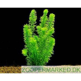 Egeria densa - Vandpest