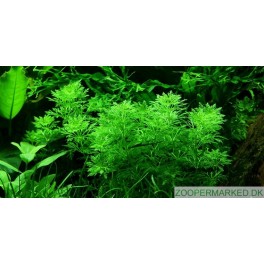 Limnophila sessiliflora