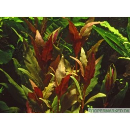 Alternanthera reineckii 'Pink' (roseafolia)