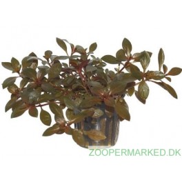 Ludwigia repens 'Rubin' 