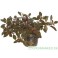 Ludwigia repens 'Rubin' 