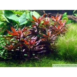 Ludwigia glandulosa