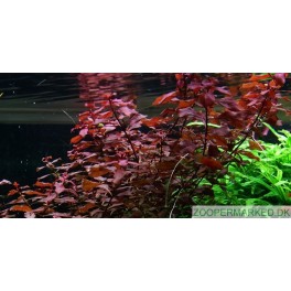 Ludwigia palustris