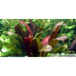 Echinodorus 'Barthii'