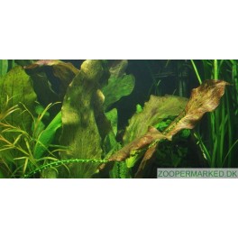 Echinodorus 'Ozelot'