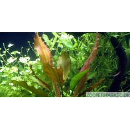 Echinodorus 'Ros&eacute;'