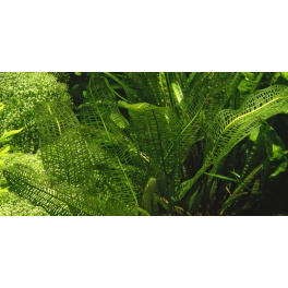 Aponogeton madagascariensis