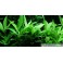 Hygrophila 'Siamensis 53B'