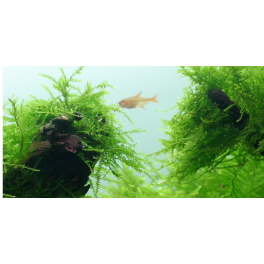 Taxiphyllum barbieri