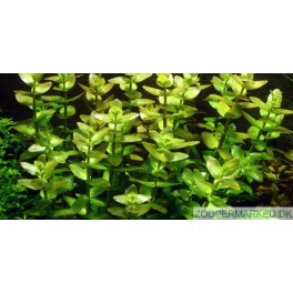 Bacopa caroliniana