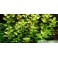 Bacopa caroliniana