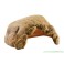 ExoTerra Tortoise hule 39,5x28,5xH20.5cm
