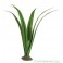 ExoTerra Pandanus