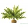 ExoTerra Boston fern S