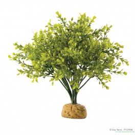 ExoTerra Boxwood bush