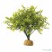 ExoTerra Boxwood bush