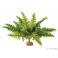 ExoTerra Boston fern M