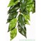 ExoTerra, Ficus, Medium Silkeplante
