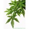 ExoTerra, Abuliton, Small Silkeplante