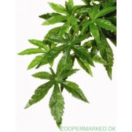 ExoTerra, Abuliton, Large Silkeplante