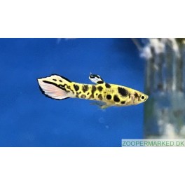 Endlers Guppy Tiger