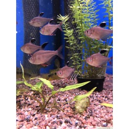 Rosen tetra