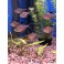 Rosen tetra