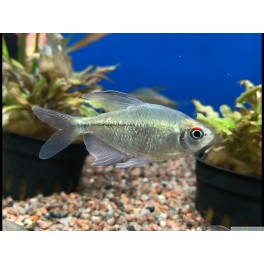 Diamant tetra
