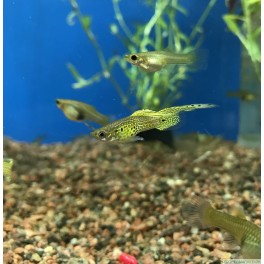 Guppy gr&oslash;n filigran topsv&aelig;rd