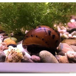 Tiger snegl
