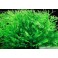 Microsorum Crisped Leaves Tropica - Windeløv.