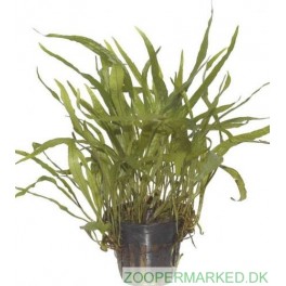Microsorum Minor (Narrow)