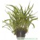 Microsorum Minor (Narrow)