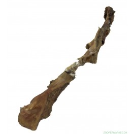 Oksepandelap 65-70 cm.